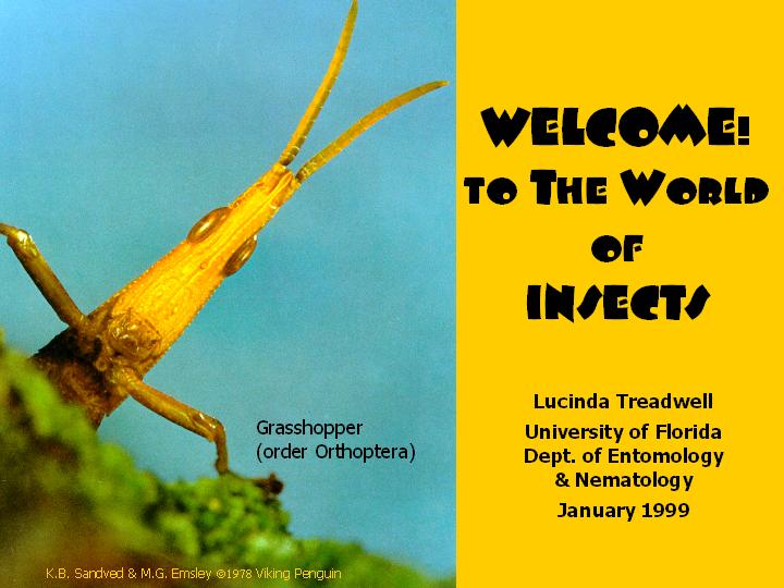 Welcome! to the World of Insects
