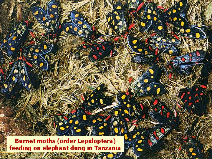 moths feeding on elephant dung