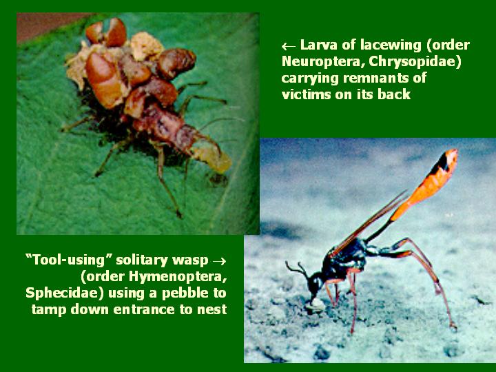 lacewing larva, sphecid wasp