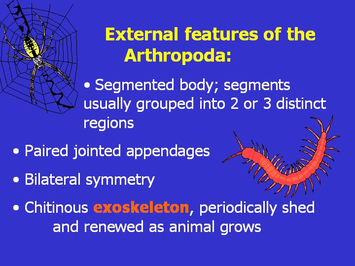 External features of arthropods