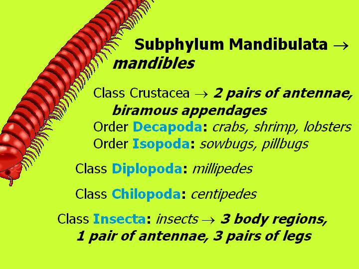 Subphylum Mandibulata