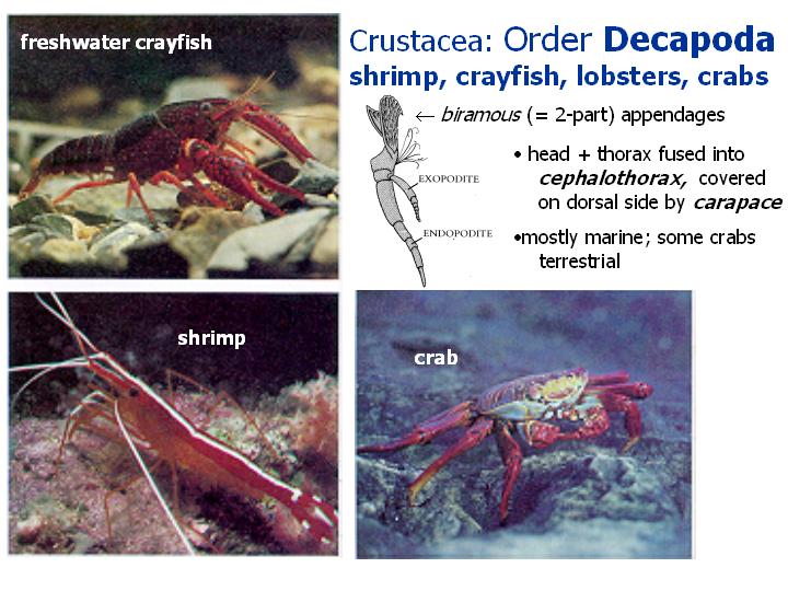 Crustacea: Order Decapoda: shrimp, crayfish, lobsters, crabs