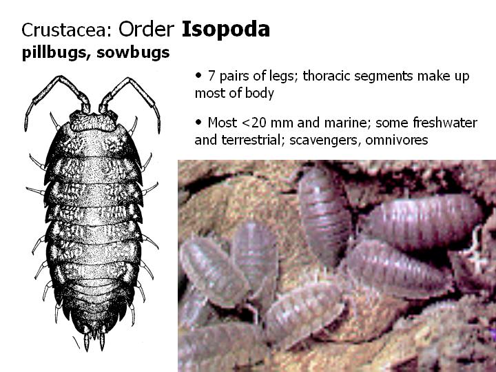 Order Isopoda: pillbugs, sowbugs