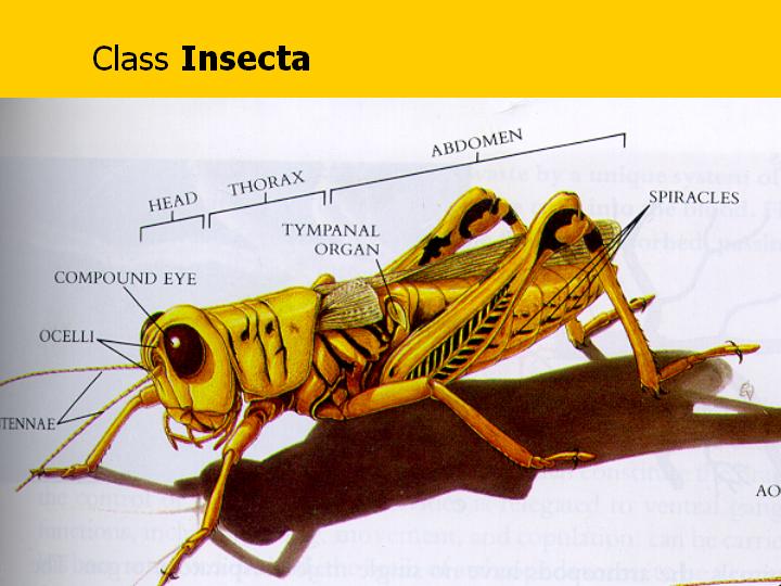 Class Insecta