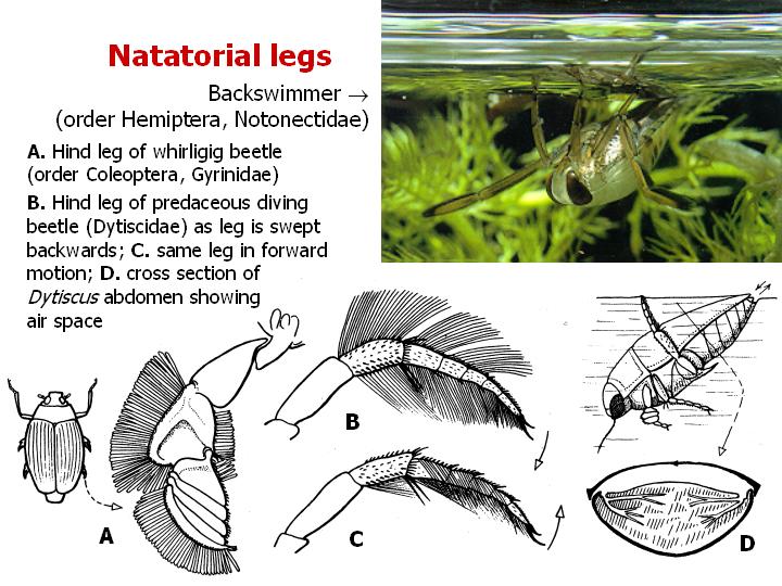 Natatorial legs