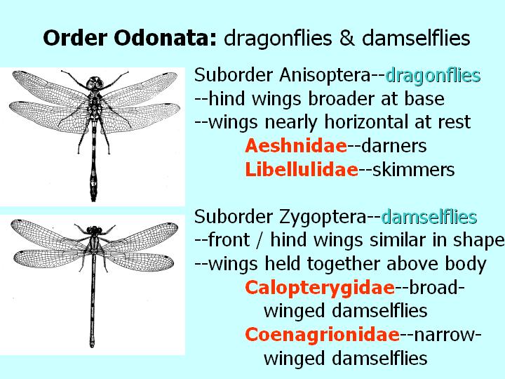 Odonata: damselflies and dragonflies
