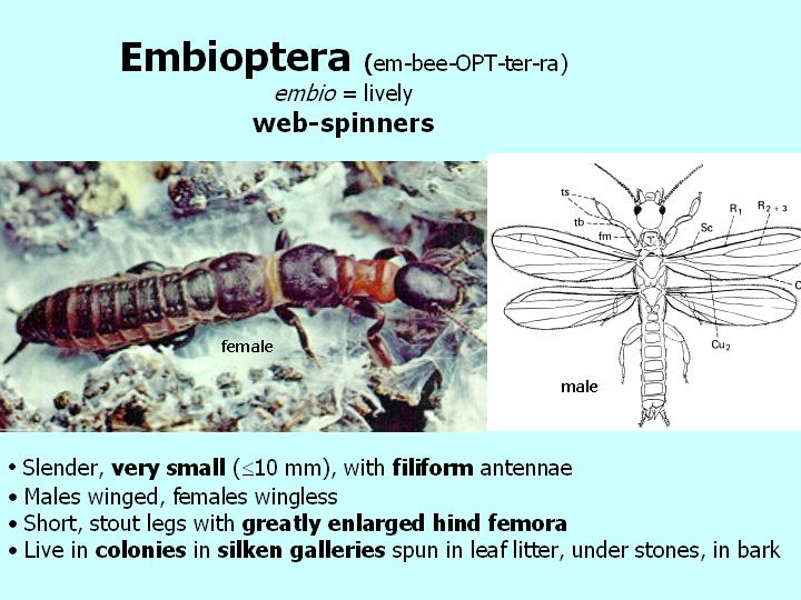 Embioptera: web-spinners