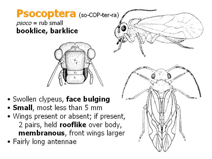 Psocoptera: booklice, barklice