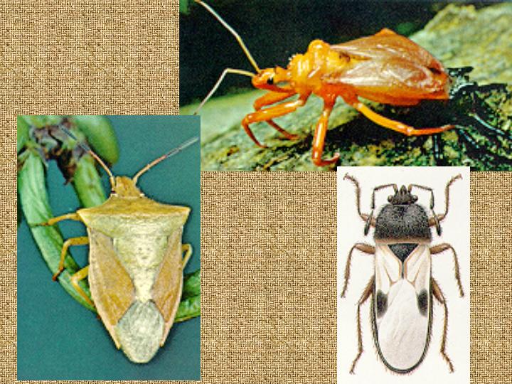 Hemiptera: bugs