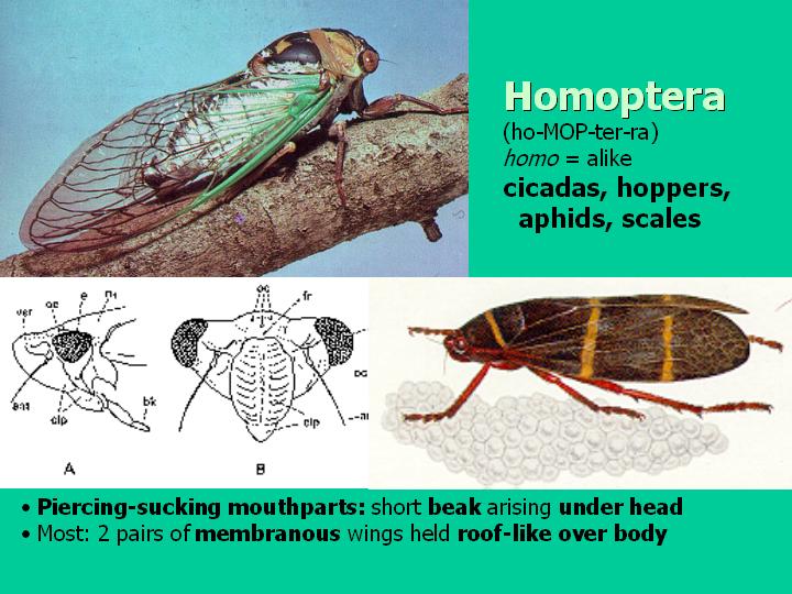 Homoptera: cicadas, hoppers, aphids, scales