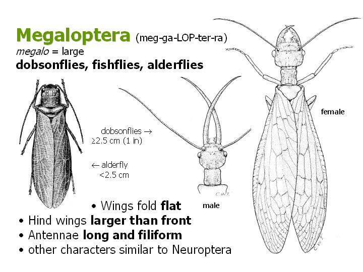 Megaloptera: dobsonflies, fishflies, alderflies
