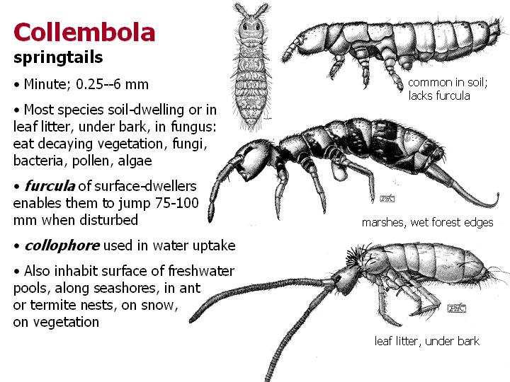 Collembola: springtails