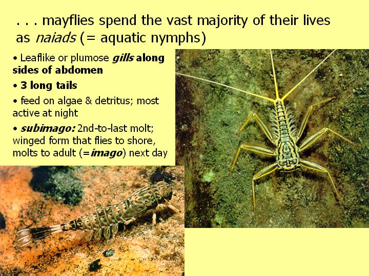 mayfly naiads