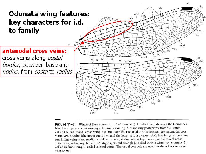Odonata wing features