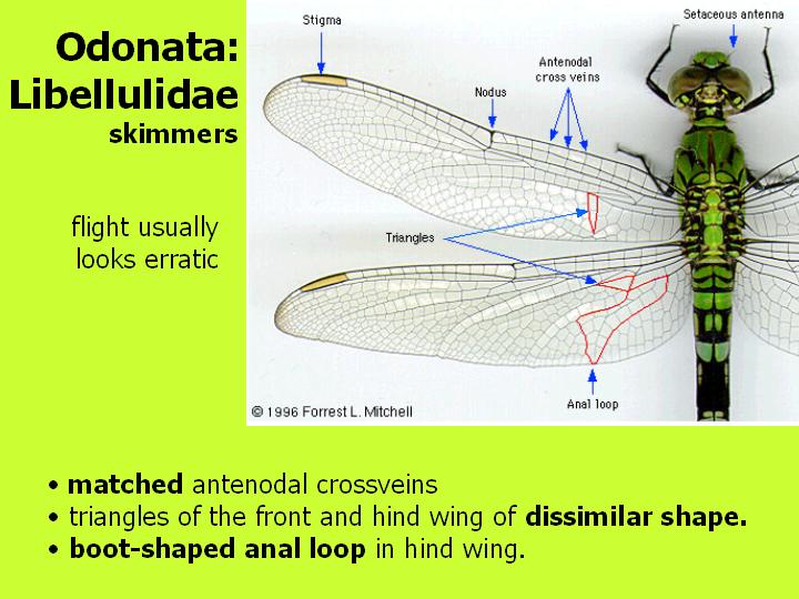 Libellulidae: skimmers
