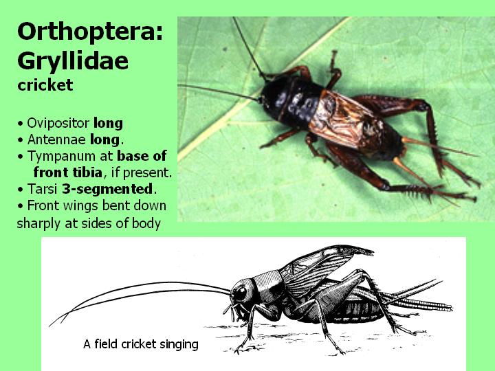 Gryllidae: cricket