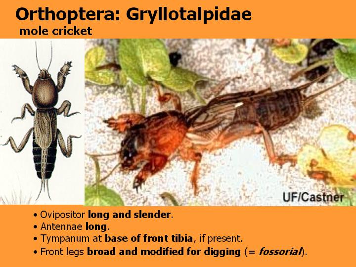 Gryllotalpidae: mole cricket