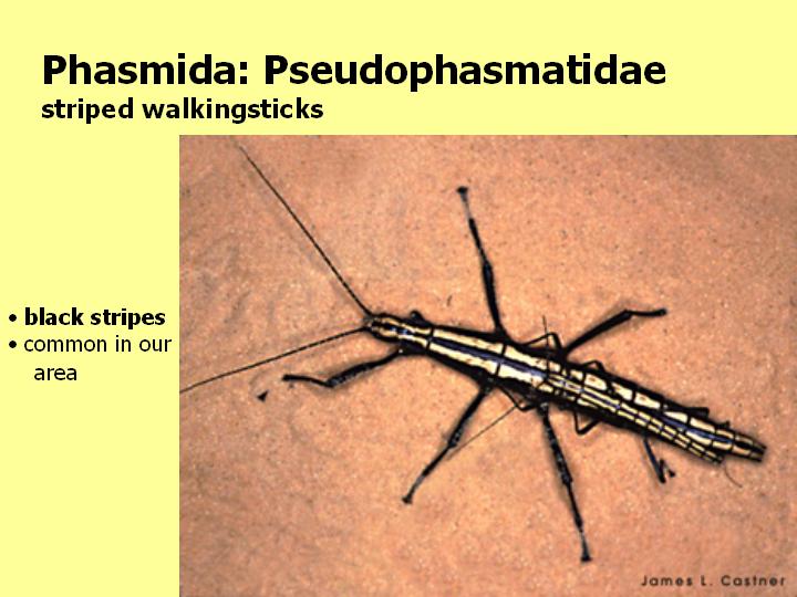 Pseudophasmatidae: striped walkingsticks