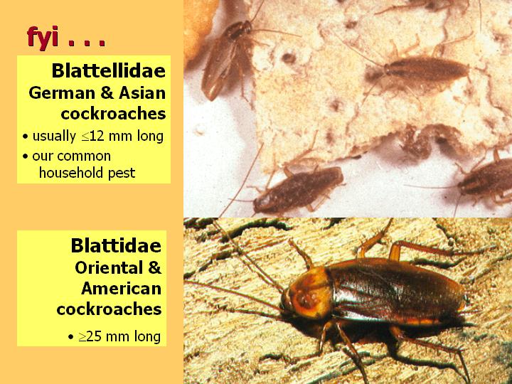 Blattellidae vs Blattidae