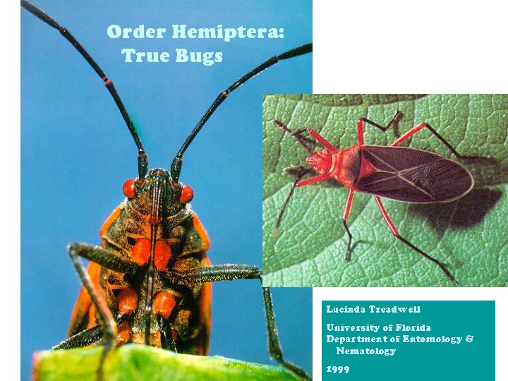 Order Hemiptera: true bugs