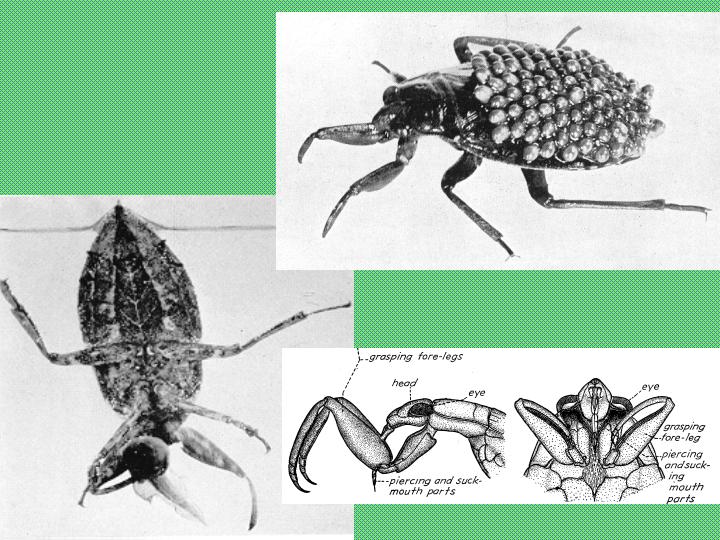 Belostomatidae: giant water bug