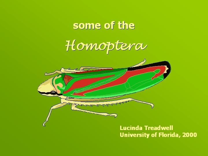 cicadas, hoppers & aphids
