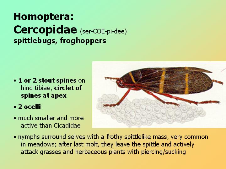 Cercopidae: spittlebugs, froghoppers