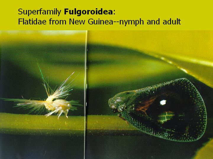 nymph and adult Fulgoroidea from New Guinea