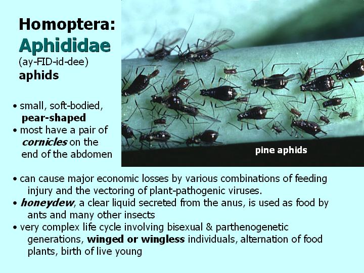 Aphididae: aphids