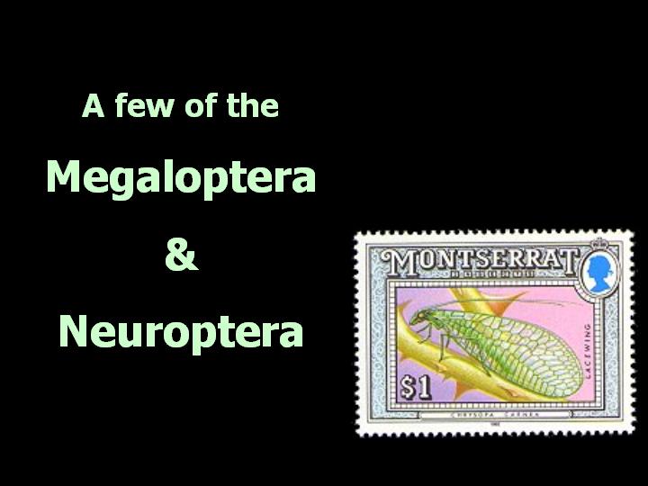 A few of the Megaloptera & Neuroptera