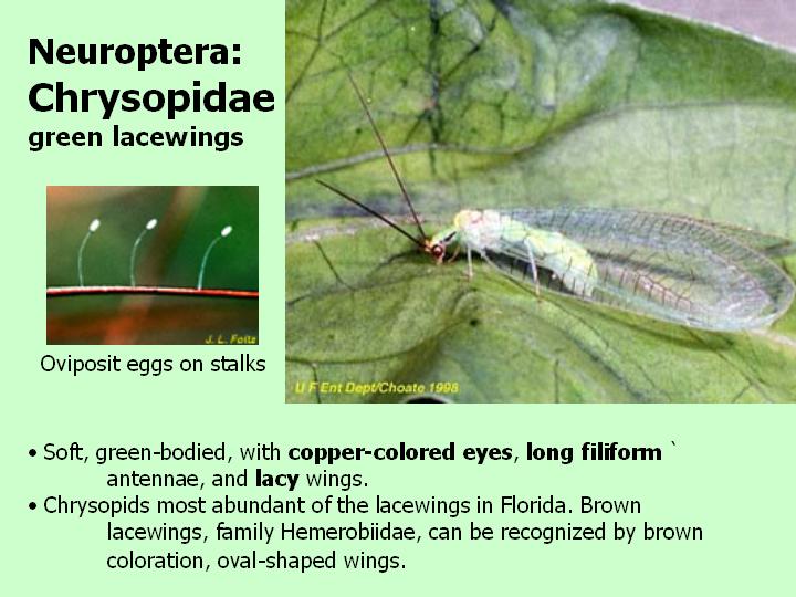 Chrysopidae: green lacewings