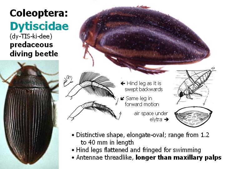Dytiscidae: predaceous diving beetle