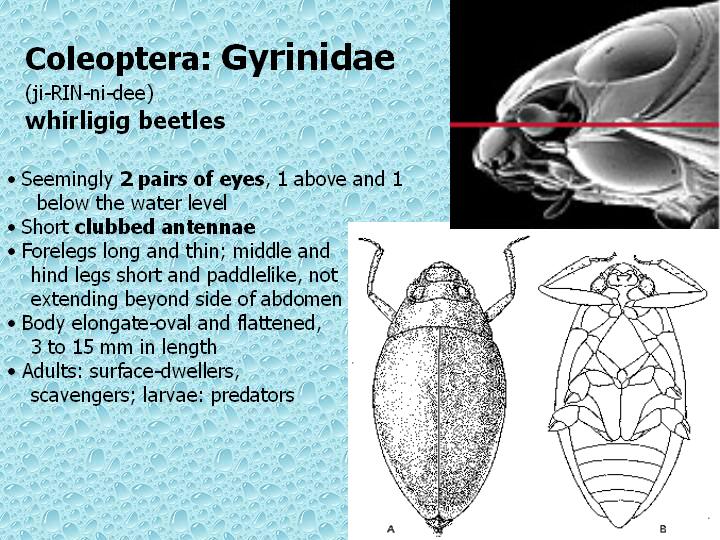 Gyrinidae: whirligig beetles