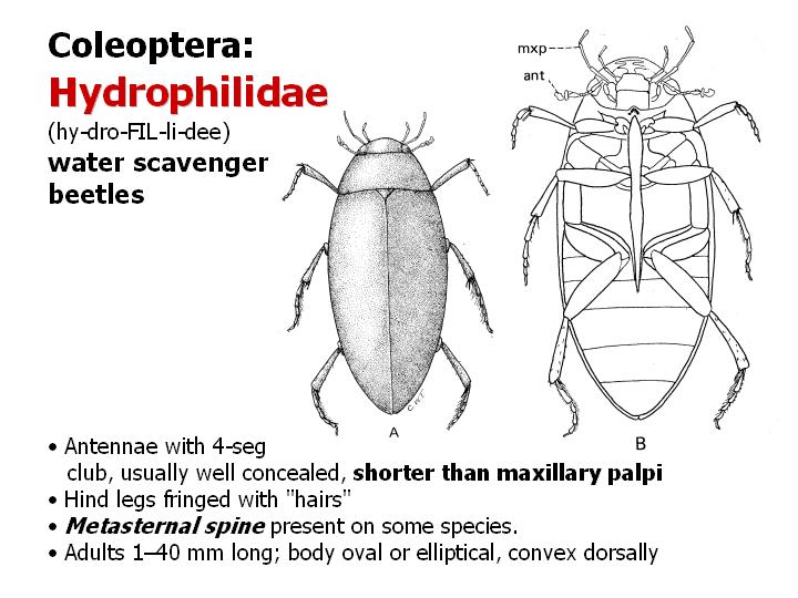 Hydrophilidae: water scavenger beetles