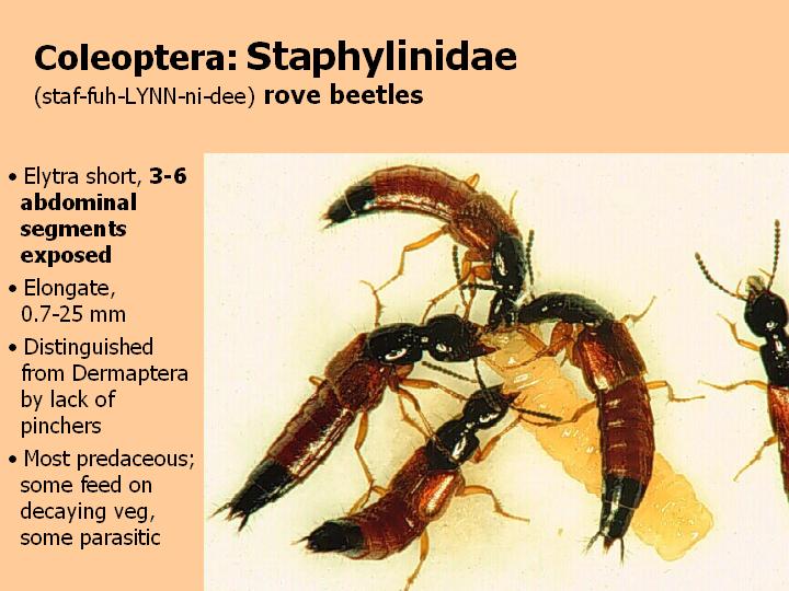 Staphylinidae: rove beetles