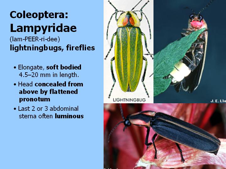 Lampyridae: lightningbugs, fireflies