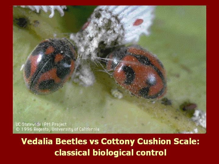 vedalia beetles vs cottony cushion scale