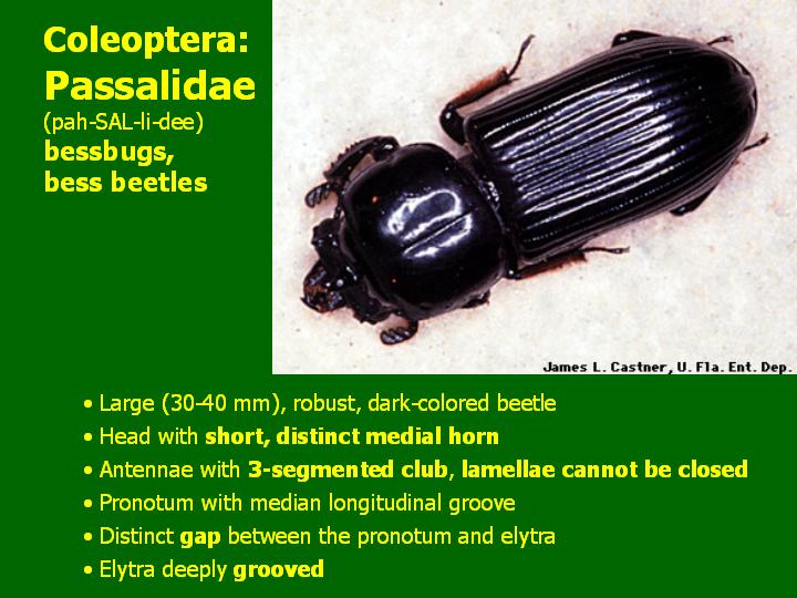 Passalidae: bess beetles