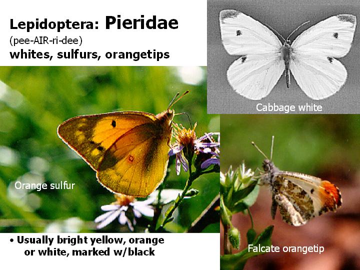 Pieridae: whites, sulfurs, orangetips