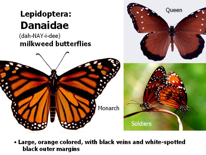 Danaidae: milkweed butterflies