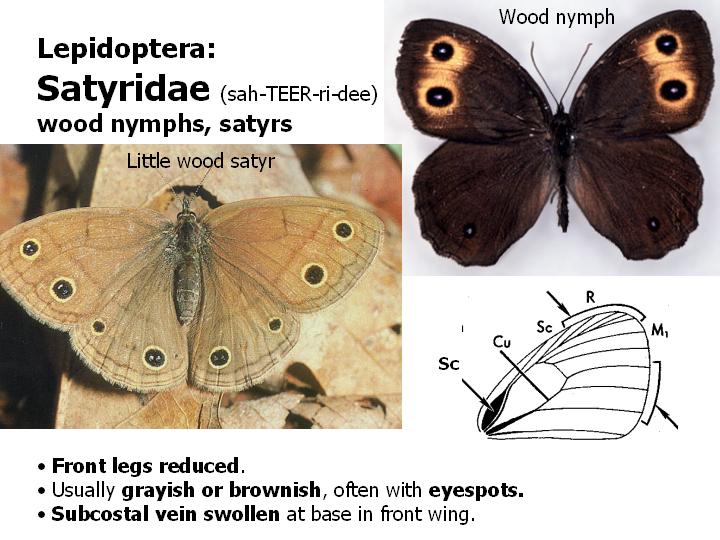 Satyridae: wood nymphs, satyrs