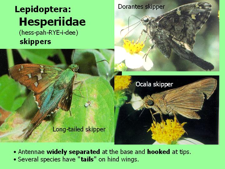 Hesperiidae: skippers