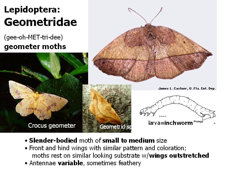 Geometridae: geometer moths