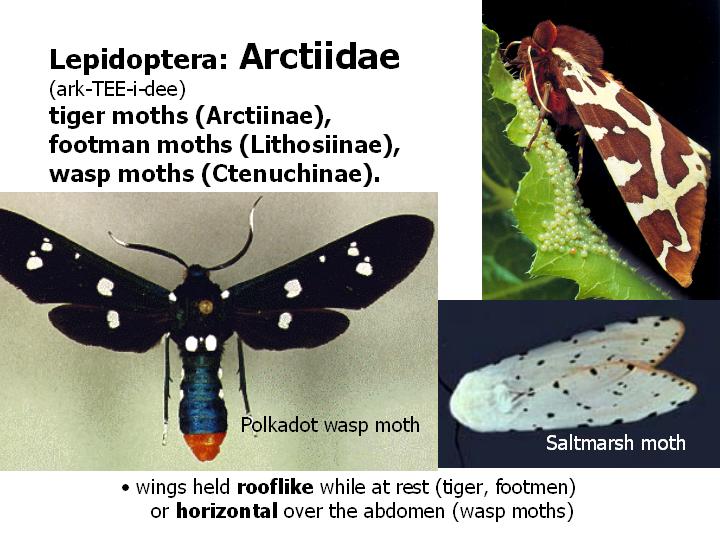 Arctiidae: tiger, footman, and wasp moths