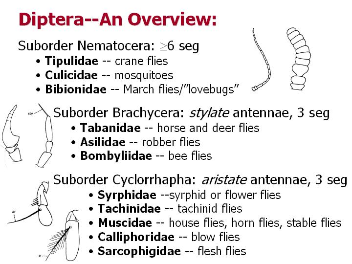 Diptera: an overview