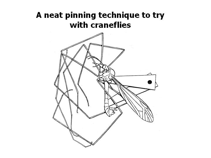 a pinning technique to try with crane flies