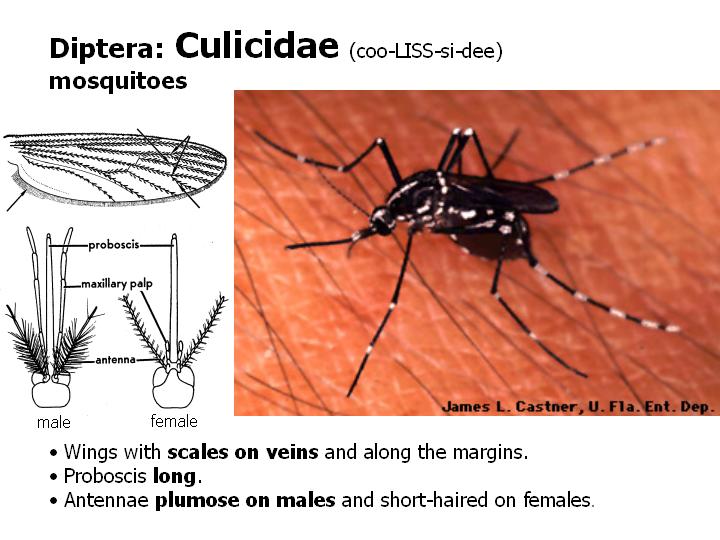 Culicidae: mosquitoes