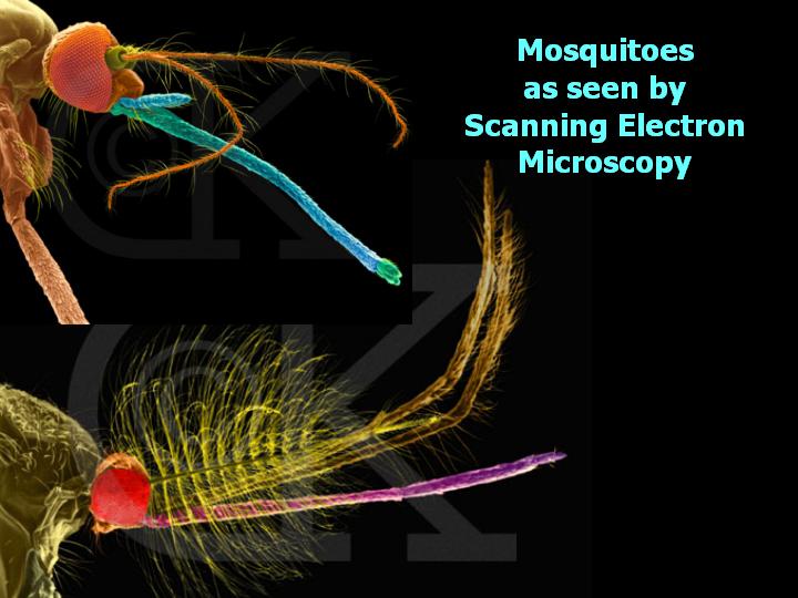 mosquitoes as seen by SEM