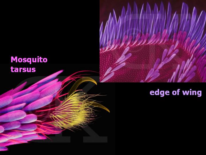 more mosquito closeups