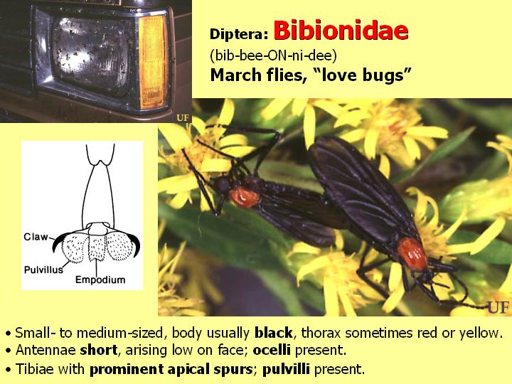 Bibionidae: lovebugs